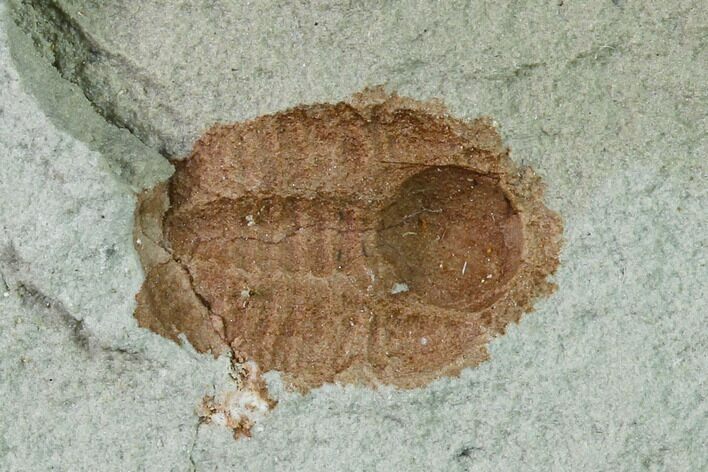 Ordovician Trilobite (Ampyxina) Fossil - Missouri #137237